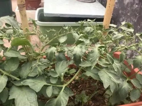 烈日炙烤下的植物，如何恢复生机