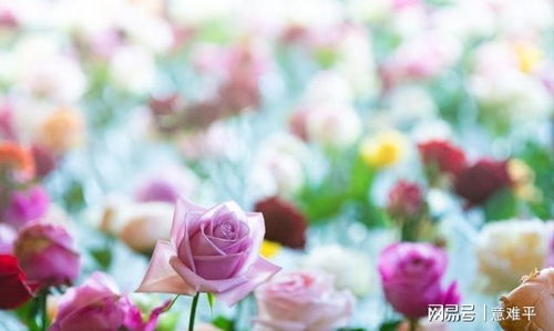 珍珠玫瑰盆栽如何养殖？如何让花朵更加娇艳