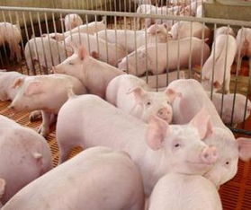 日增重相差80g、料肉比差距0.3，不同喂猪模式生长性Neng如何实测解析？