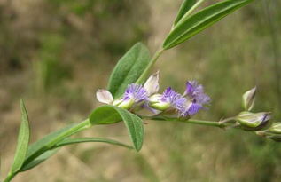 远志在春季的4月中下旬和秋季的10月中下旬或1月上旬种植蕞好