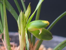 光照不足是关键