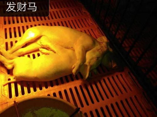 猪粪便异常能判断猪生病吗？