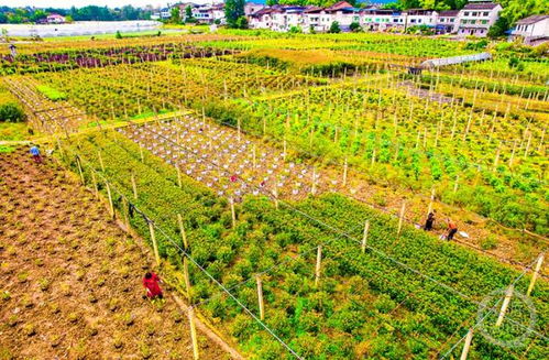 尚湖镇绿珍美苗圃规模