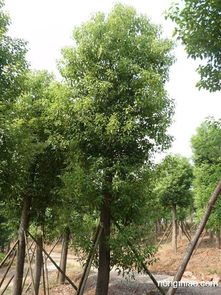 桂花树， 绿化价值高，净化空气好