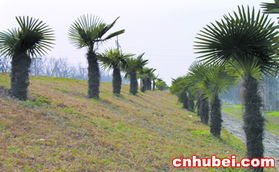 第一步：种子破壁——解锁休眠密码