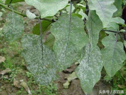 病害种类多，防治方法也多样