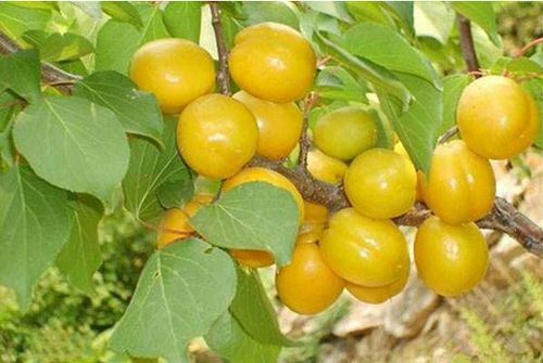 如何辨别正宗杏树苗