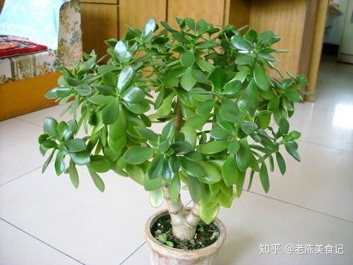 燕子掌变白了是缺水还是病虫害