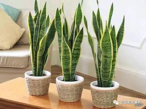 请问常见的虎皮兰品种大全中，有哪些是适合室内养护的