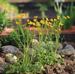 长周期草本植物的繁殖方法