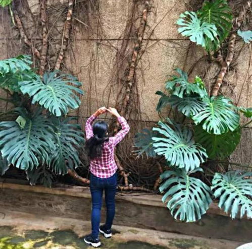 3. 龟背竹——神奇的夜间释放氧气