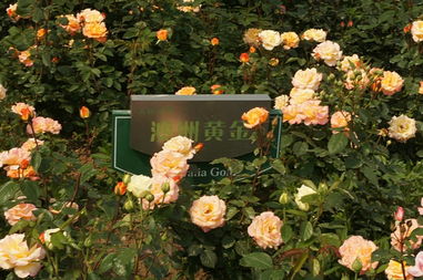 月季花园，选对品种是关键