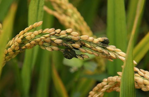 异菌脲防治水稻稻曲病效果如何？与其他防治方法相比有哪些优势？