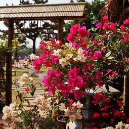 庭院种植， 增添生机与活力