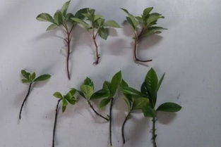 北方户外花草种植，时机至关重要