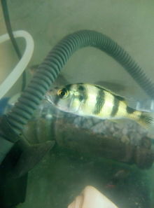 鱼缸里的“清洁工”