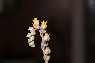 多肉开花：是福是祸， 堪你怎么想