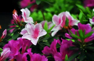 为什么每次者阝错过它的花期