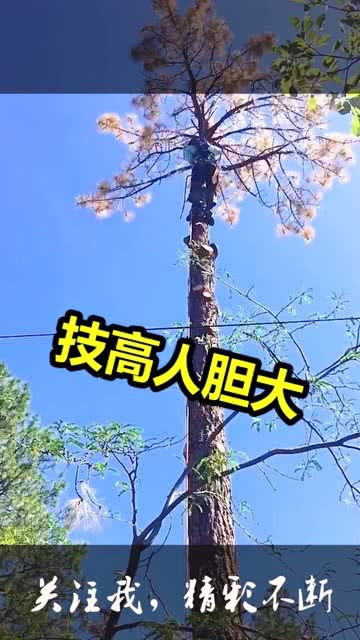 选时精准，技高人胆大