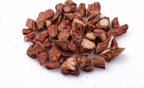 丹参种子泡水后为什么会变得黏糊糊的？