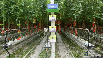 番茄种植时如何正确选择土壤和施肥