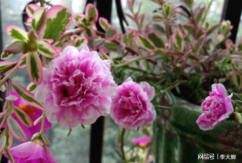 春天阳台种花记：红色花朵的五彩斑斓