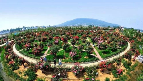 月季管理小技巧，你get了吗？