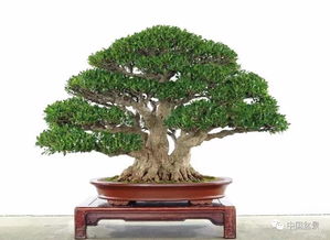 盆景新手的福音：轻松上手的美景植物推荐