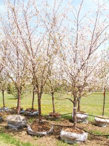 绿化苗木选苗五大要诀揭秘