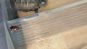 致命操作黑名单：2025年爬宠论坛事故分析