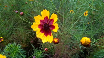 云南研究所的独家发现