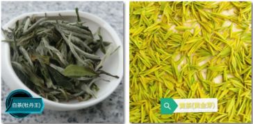 茶叶种植最适合使用哪种肥料？