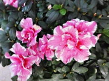 杜鹃花不开花的原因探秘