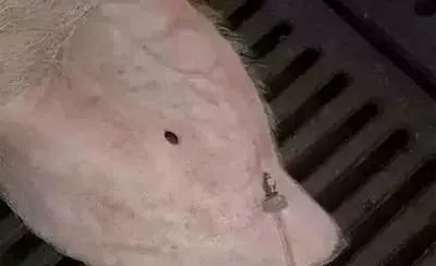 养猪效益低因与提升策略