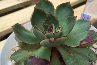 罗西玛多肉植物，如何养护才能让它绽放光彩