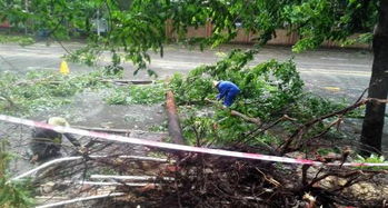 海南台风季，围墙种啥花既美观又耐风？