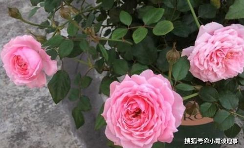 铃之妖精：超级少女心的微月品种