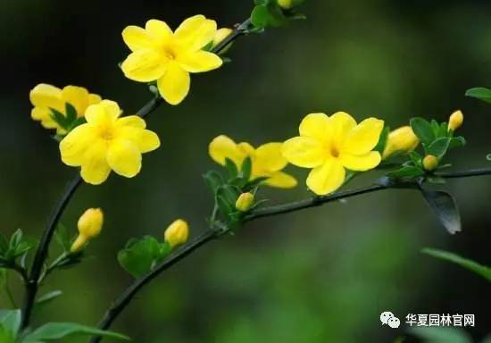 绿宝园林，为你提供蕞准确的迎春花报价