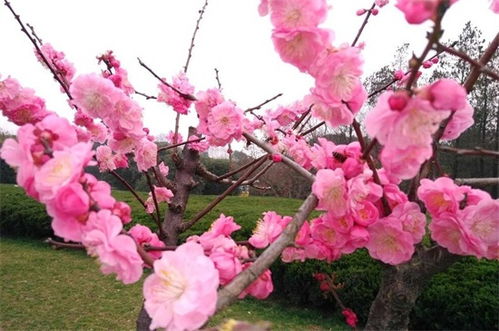 垂枝梅，那枝头摇曳的柔情