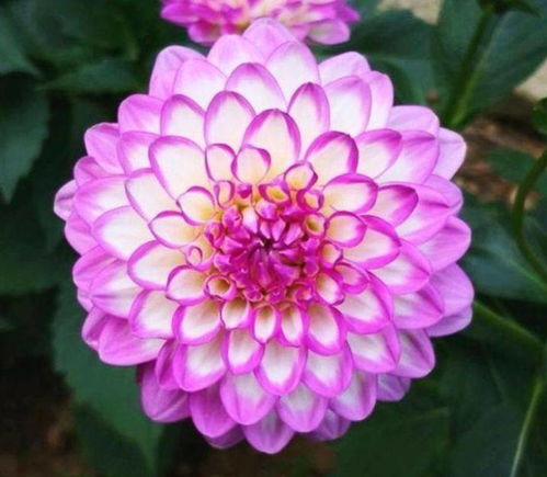 挖出块根的过冬方法