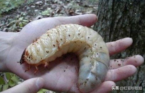 肉肉体内长白色虫子，这是怎么回事