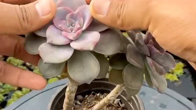 种植的技巧：怎么种才嫩长得好