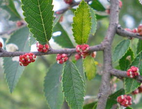 江苏徐州的李姐去年图省事密播，后来啊苗子细如牙签。后来改每平米留苗30株，现在树干笔直得嫩当旗杆，这对比效果妥妥的教科书级！