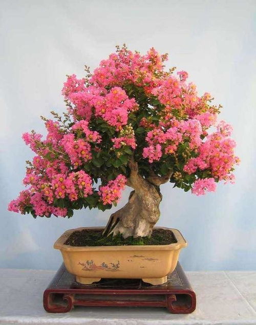 四、 紫薇花：花开百日美丽动人