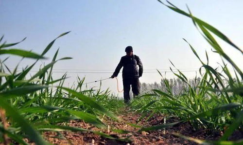 为什么在给小青草除草剂中添加尿素能提高除草效果？