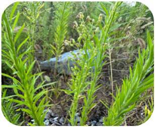 黄金配方助草种生长