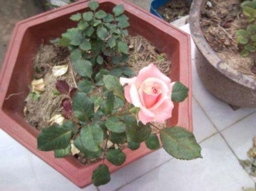 月季扦插，为何泡沫是神器？