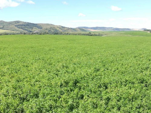 血泪经验：去年我的草坪突然枯黄，后来发现是氮肥过量。