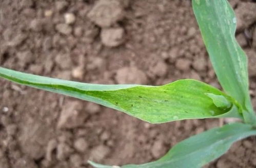 玉米锈病防治大揭秘：产量质量双保险