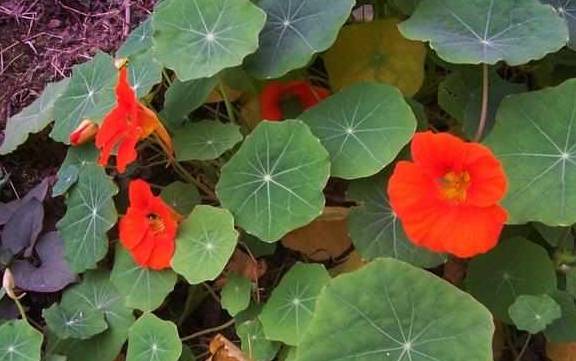 旱荷花开花之谜：时间与天气的交织